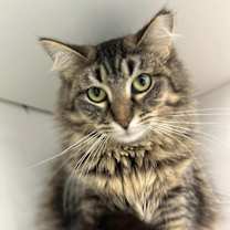 Thumbnail photo of Kahlua #1