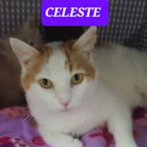 Thumbnail photo of CELESTE #1