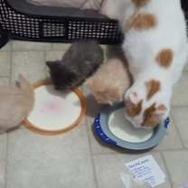 Thumbnail photo of CELESTE #3