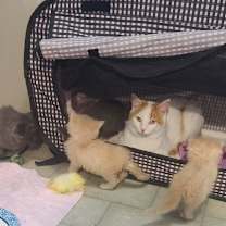 Thumbnail photo of CELESTE #4