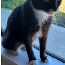 Thumbnail photo of Sylvester #2
