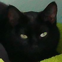 Thumbnail photo of Onyx #1