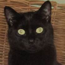 Thumbnail photo of Onyx #3