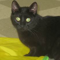 Thumbnail photo of Onyx #4