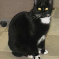 Thumbnail photo of Shadow #1