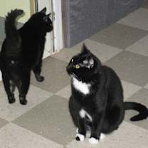 Thumbnail photo of Shadow #2