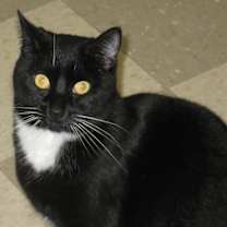 Thumbnail photo of Shadow #3