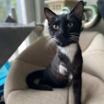 Thumbnail photo of HOPPER three-legged cat #3
