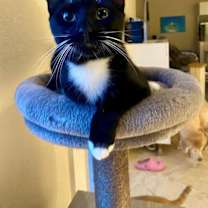 Thumbnail photo of HOPPER three-legged cat #4