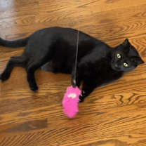Thumbnail photo of Apollo #2