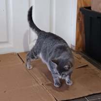 Thumbnail photo of Gracie #4