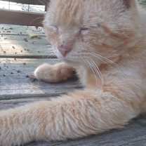 Thumbnail photo of Gramps #3