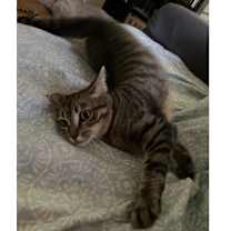 Thumbnail photo of Juniper #2