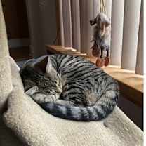 Thumbnail photo of Juniper #3