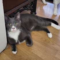 Thumbnail photo of Smokey #1