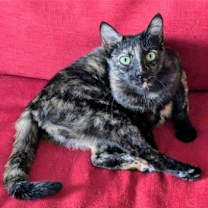 Thumbnail photo of Kitkat #1