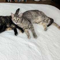 Thumbnail photo of Kitkat #2