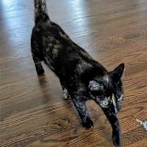 Thumbnail photo of Kitkat #3