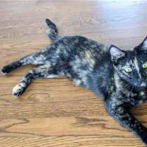 Thumbnail photo of Kitkat #4