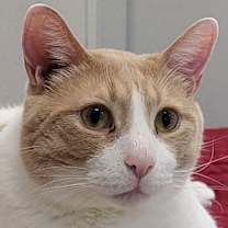 Thumbnail photo of Cullen #1