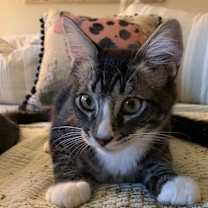 Thumbnail photo of Marble #1