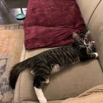 Thumbnail photo of Marble #2