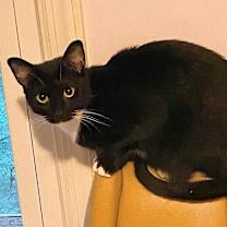 Thumbnail photo of Tally #2