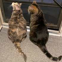 Thumbnail photo of Katie (bonded with Max) #2
