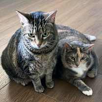 Thumbnail photo of Katie (bonded with Max) #3