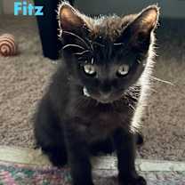 Thumbnail photo of Fitz #3