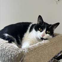 Thumbnail photo of Zoey #3
