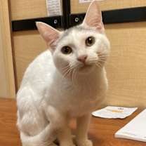 Thumbnail photo of Cotton #4