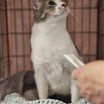 Thumbnail photo of Lourde #3