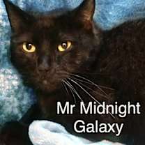 Thumbnail photo of Mr Midnight Galaxy at Martinez PFE      March 29th #4