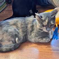 Thumbnail photo of Camille #4