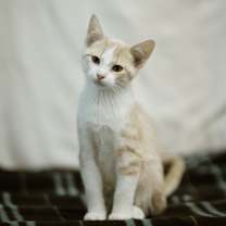Thumbnail photo of Cass #1