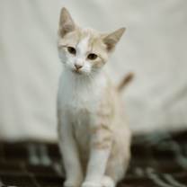 Thumbnail photo of Cass #2