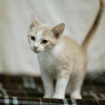 Thumbnail photo of Cass #3