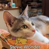 Thumbnail photo of Stevie Wonder #3
