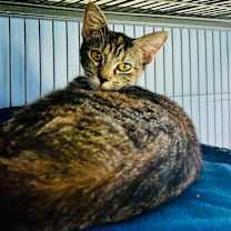Thumbnail photo of Spirit / Sage #4