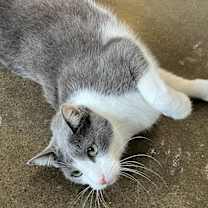 Thumbnail photo of Houdini #3
