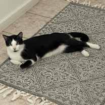 Thumbnail photo of Mr. Moo #2