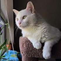 Thumbnail photo of Daisy (Declawed) #1