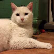 Thumbnail photo of Daisy (Declawed) #2