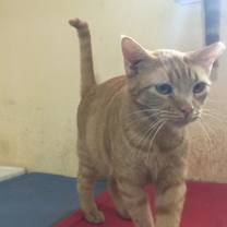 Thumbnail photo of Cheddar #2