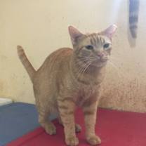 Thumbnail photo of Cheddar #3