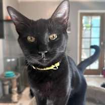 Thumbnail photo of Inky #2