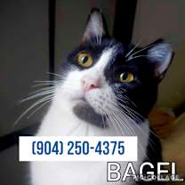 Thumbnail photo of Bagel (sweet kitty) lowFee #1