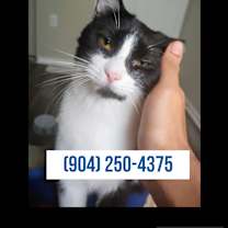 Thumbnail photo of Bagel (sweet kitty) lowFee #2