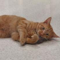Thumbnail photo of Nemo #2